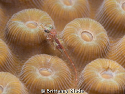 Wide mouth on Emblemariopsis sp. by Brittainy Slade 